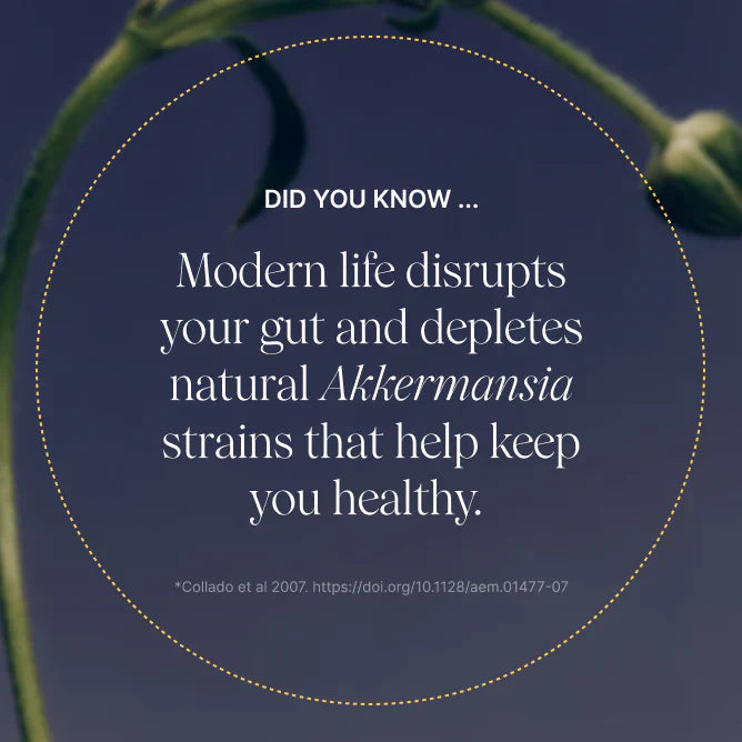 Akkermansia + Polyphenols Bundle