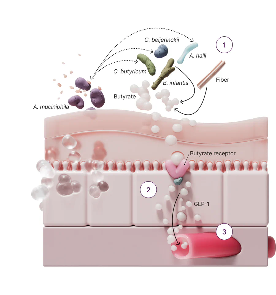 Akkermansia + Metabolic Daily Bundle